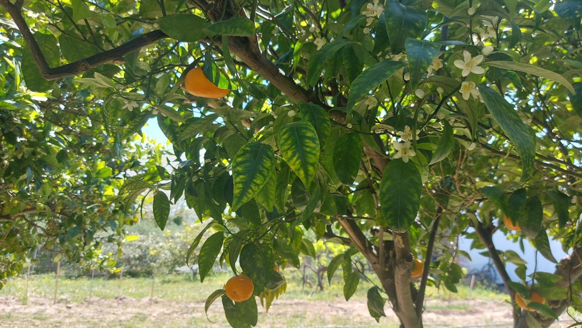Agritourism Cottage Near Sitia 외부 사진